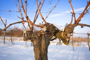 Eiswein: Wein-Spezialitt  bettina sampl - Fotolia.com